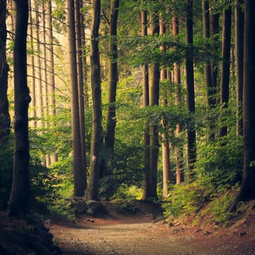 Cover Image for AWCC Community Event: Nature as a Guide: Partnering with Nature in your Coaching Practice