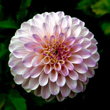 Cover Image for The Art of Floral Arrangement
