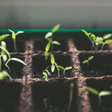 Cover Image for Growing Good Saturday