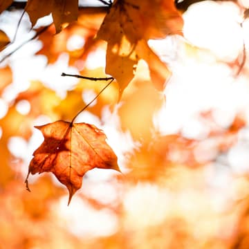 Cover Image for Pause Together November