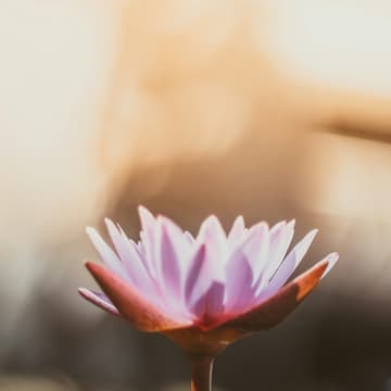 Cover Image for Grounding in Goodness: An evening of Yin + Sound Healing