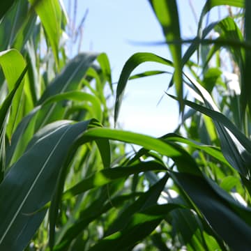 Cover Image for Growing Good Saturday: SDCW LAND SUMMIT
