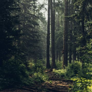 Cover Image for Thetford Forest — Networking Hike