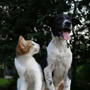 Cover Image for Paw Parade