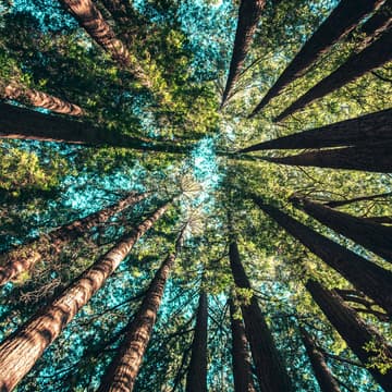 Cover Image for Tygerberg Tree Planting