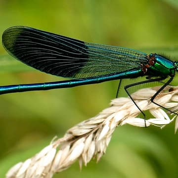 Cover Image for Dragonfly Days (Every Monday during June and July!)