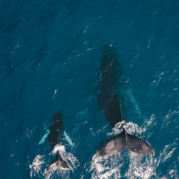 Cover Image for HTDC Presents: Hawaii’s Path to Global Ocean Innovation Leadership