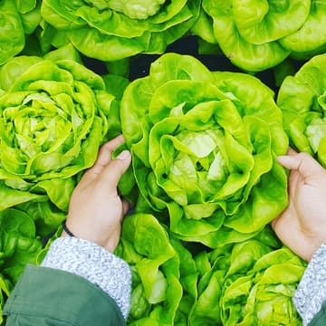 Cover Image for Let Us Grow Lettuce: A Quickstart Guide to Growing Greens Indoors (Even if You Live in a Tiny Apartment!)