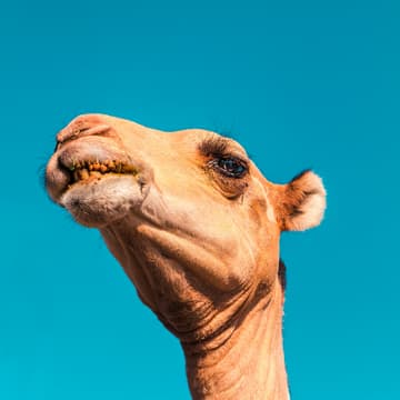 Cover Image for Perl development using AI + Open Source