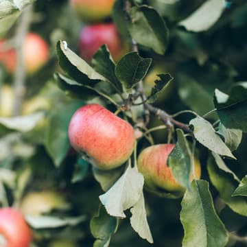 Cover Image for A Day At The Orchard