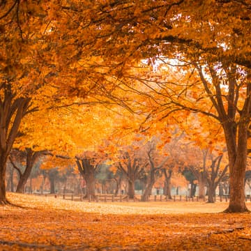 Cover Image for November Virtual Meetup