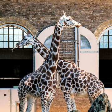 Cover Image for Fordham London at London Zoo