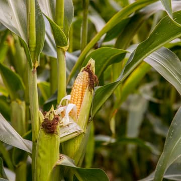 Cover Image for Climate risk assessment, adaptation strategies & risk management for Agriculture - LIVE Interactive Workshop #7/32