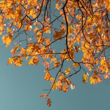 Cover Image for Sensory Park Walk and Autumn Reset
