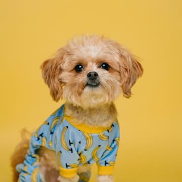 Cover Image for Dog Party @ Clocktower Festival