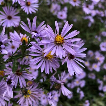 Cover Image for Autumn Aster | A New Moon Guided Sound Bath