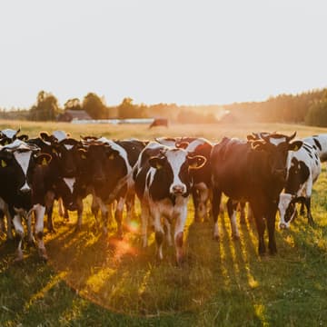 Cover Image for UK, How to Enter (Agritech)