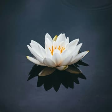 Cover Image for AI Walks - DCA - Lotus Edition 🪷