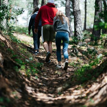 Cover Image for Offline Forest Walk 🌞🌲