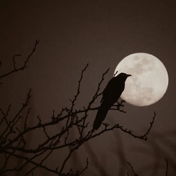Cover Image for Halloween Super Full Moon Walk