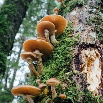 Cover Image for Light Up Mushrooms and Moss Crown Tutorial