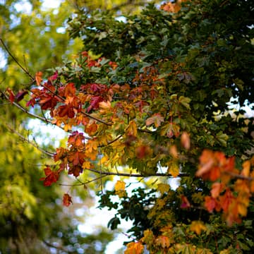 Cover Image for Autumn Ruby Meetup at Teamtailor