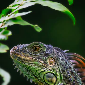 Cover Image for ACRES Wildlife Sanctuary Work 🌿