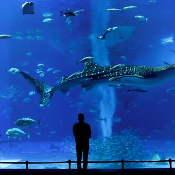 Cover Image for Georgia Aquarium