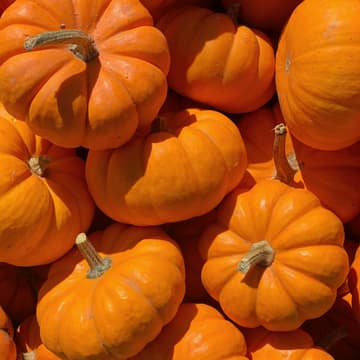 Cover Image for Pumpkin Calligraphy for Beginners with Sip & Script