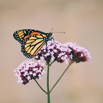 Cover Image for The Chrysalis of Grief