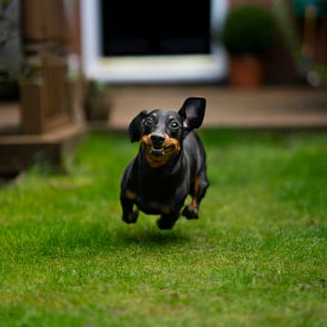 Cover Image for Weiner Dog Derby Watch Pawty