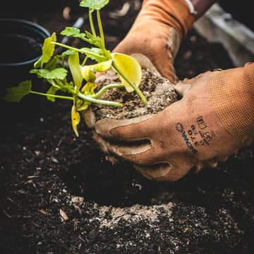 Cover Image for Gardening with MINDS