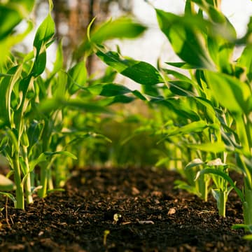 Cover Image for Saturday Volunteer Day at Rancho San Gregorio