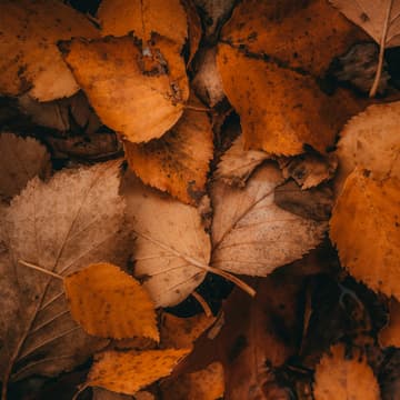Cover Image for Autumn Welcome Walk