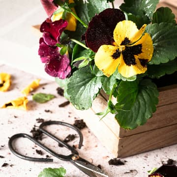 Cover Image for March – Play in Bloom: Bloom & Belong