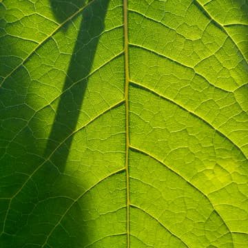 Cover Image for ZIELONO MI 📅 15 października (czwartek), 20:30