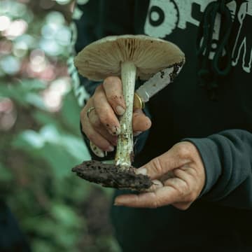 Cover Image for WAC Foraging and fermentation workshop with Vildväxt