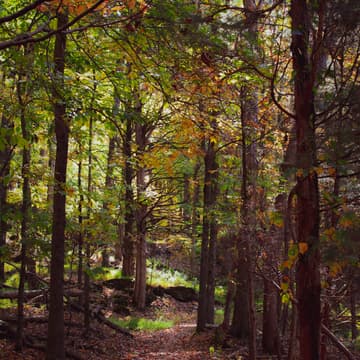 Cover Image for Green Lane Park Hike for Hope