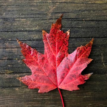Cover Image for PauseAI Canada monthly video call