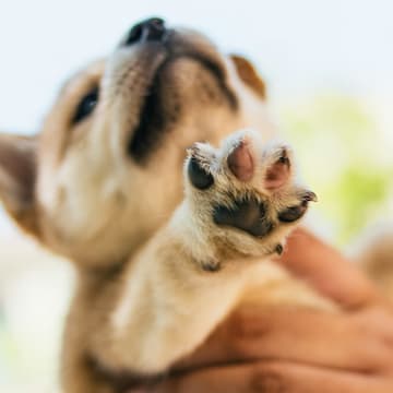 Cover Image for Paws and Claws: Animal Insights