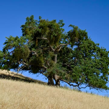Cover Image for Native Tree Stewardship Day