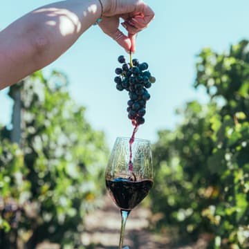 Cover Image for Natural Wine meets Barcelona Climate Week