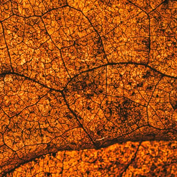 Cover Image for [VIRTUAL WORKSHOP] Flow into Fall: Autumn Equinox Journaling Class