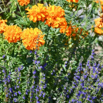 Cover Image for Info Session for New Gardeners
