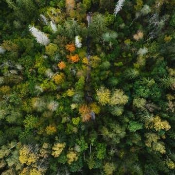 Cover Image for North Campus Tree Planting