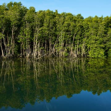 Cover Image for importance of mangroves to the eco system