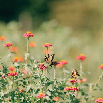 Cover Image for Info Session for New Gardeners