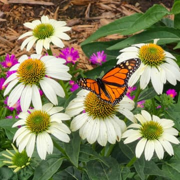 Cover Image for Info Session for New Gardeners