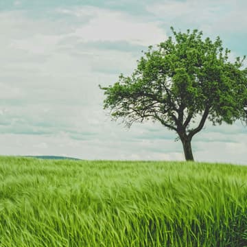 Cover Image for A Greener Goodbye: Exploring End-of-Life Disposition Options