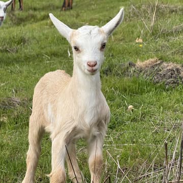 Cover Image for July Decelerator at Rancho San Gregorio: Hosted by Founders Guild